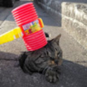 Meet your Posher, Dawn